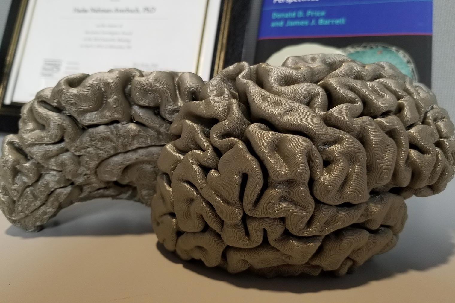 picture of a brain model